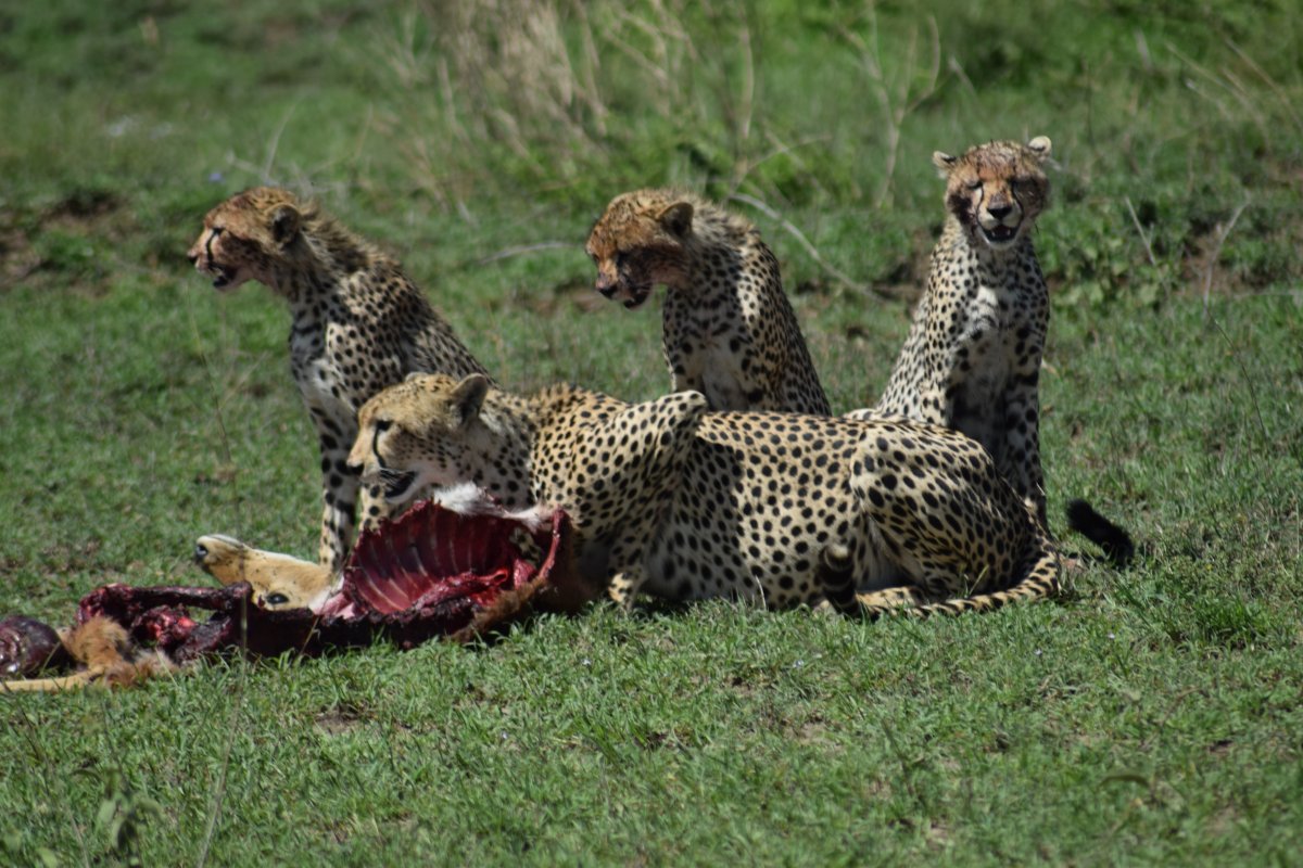 ...chudák bahnivec!!! Gepardí hostina v Serengeti
