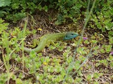 V NP Podyjí reativně hojná ještěrka zelená (Lacerta viridis)