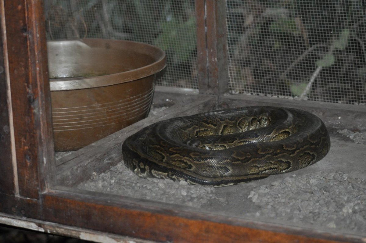Krajta písmenková Python sebae v Crocodyle parku v Mombase