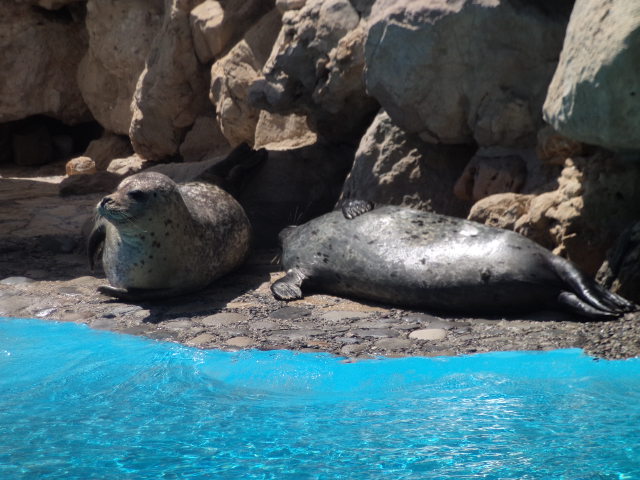 Tuleni obecní