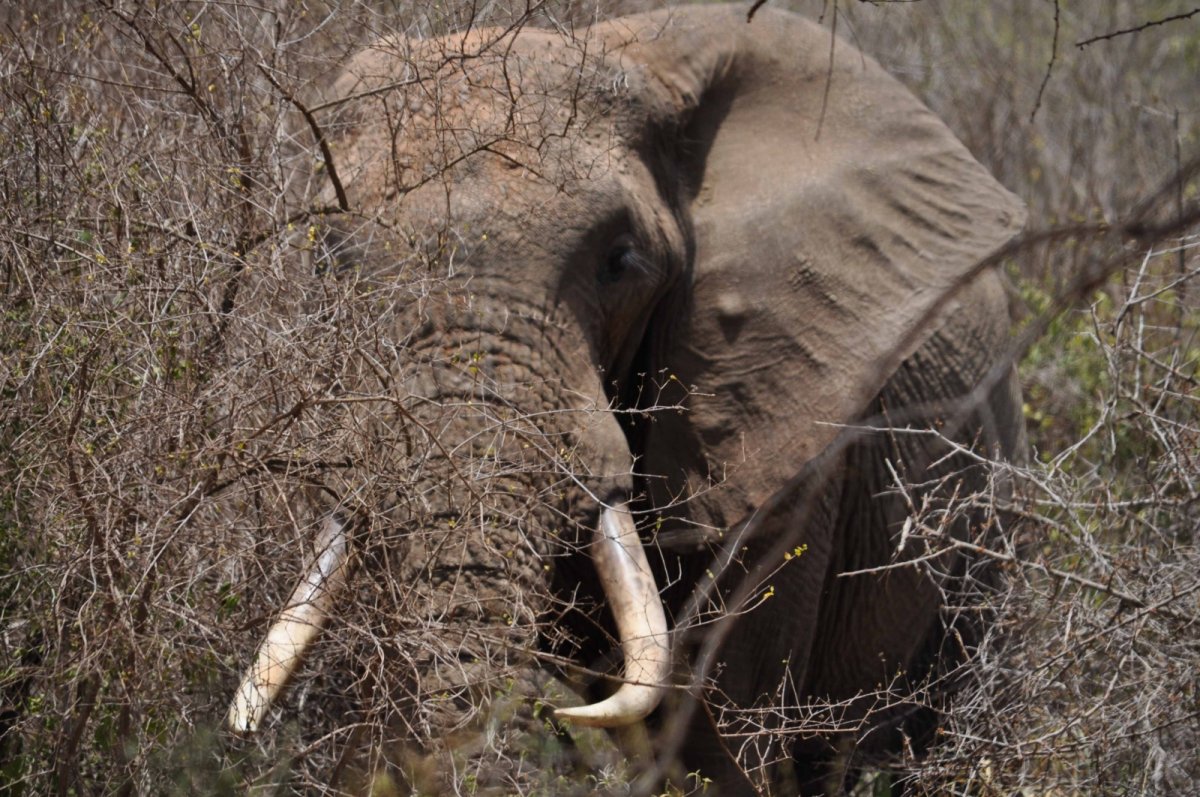 Můj první divoký slon - NP Tsavo West