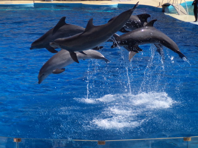 Delfíní produkce