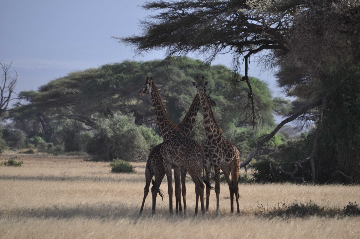 Trojperiskop žiraf masajských v Amboseli