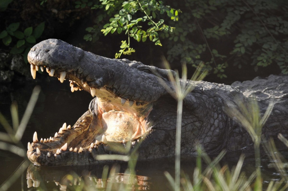 Crocodylus niloticus v krokodýlí farmě v Mombase