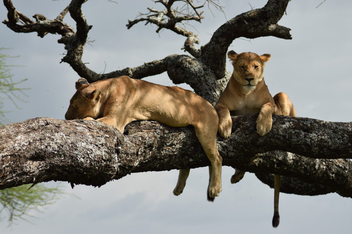 ...vedrem snad chcípnu..ty voe!!! Odpočívající lvice v Serengeti